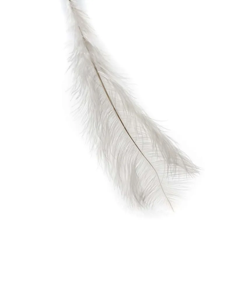 Plume d'autruche blanche
